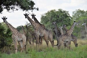 Giraffenherde